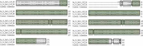 SaCo SNP 01 multiple sequence alignment (a) 서울대，(b) 중앙대