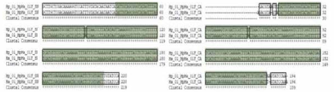 MpMa SNP 01 multiple sequence alignment (a) 서울대，(b) 중앙대