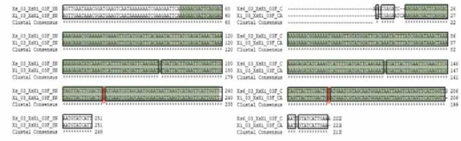 Xs6Xi SNP 03 multiple sequence alignment (a) 서울대，(b) 중앙대