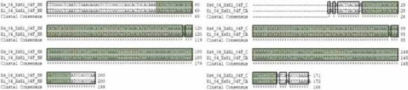 Xs6Xi SNP 04 multiple sequence alignment (a) 서울대，(b) 중앙대