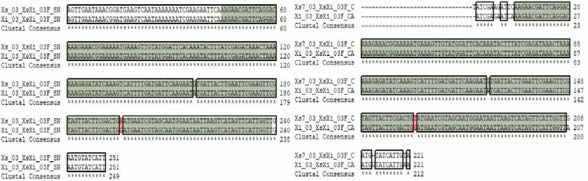 Xs7Xi SNP 03 multiple sequence alignment (a) 서울대，(b) 중앙대