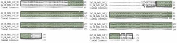 Xs7Xi SNP 04 multiple sequence alignment (a) 서울대，(b) 중앙대