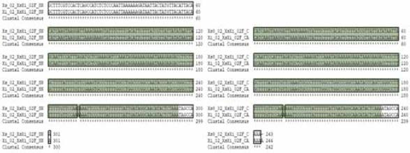 Xs8Xi SNP 02 multiple sequence alignment (a) 서울대，(b) 중앙대