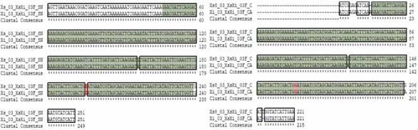 Xs8Xi SNP 03 multiple sequence alignment (a) 서울대，(b) 중앙대