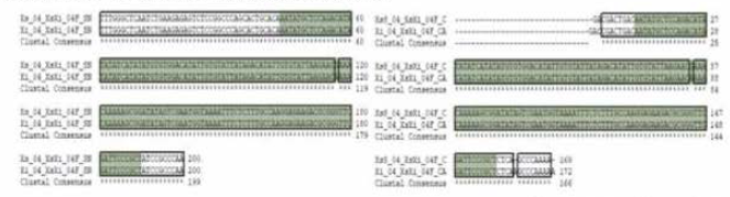 Xs8Xi SNP 04 multiple sequence alignment (a) 서울대，(b) 중앙대