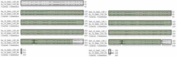 Xs9Xi SNP 02 multiple sequence alignment (a) 서울대，(b) 중앙대