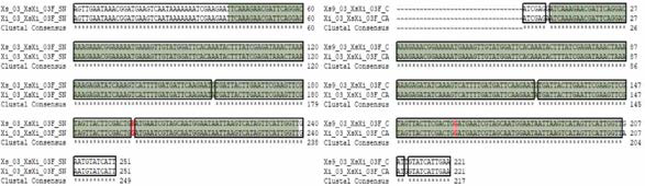 Xs9Xi SNP 03 multiple sequence alignment (a) 서울대，(b) 중앙대