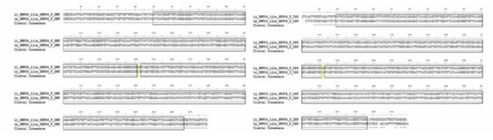 LjLs SNP 04 multiple sequence alignment (왼쪽) 서울대，(오른쪽) 중앙대