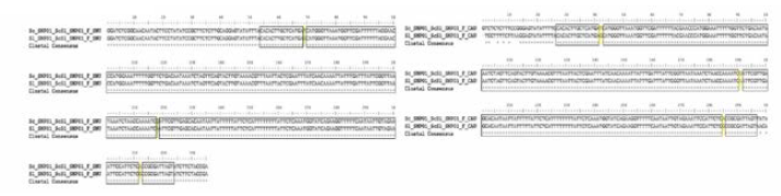 ScSl SNP 01 multiple sequence alignment (왼쪽) 서울대，(오른쪽) 중앙대