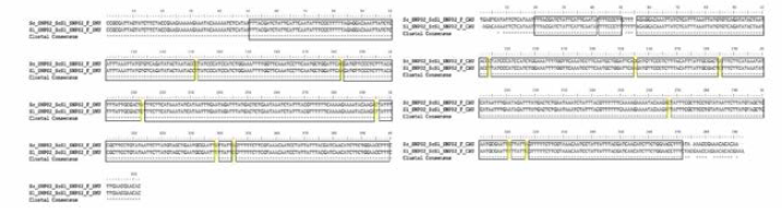 ScSl SNP 02 multiple sequence alignment (왼쪽) 서울대，(오른쪽) 중앙대