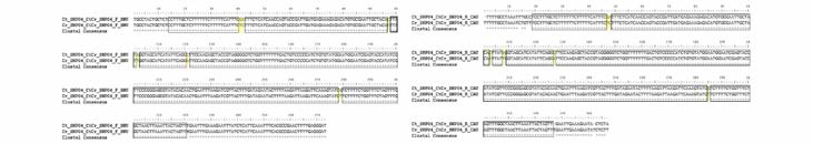CtCr SNP 04 multiple sequence alignment (왼쪽) 서울대，(오른쪽) 중앙대