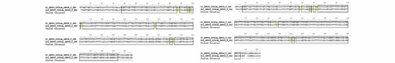 0f0h2 SNP 04 multiple sequence alignment (왼쪽) 서울대，(오른쪽) 중앙대