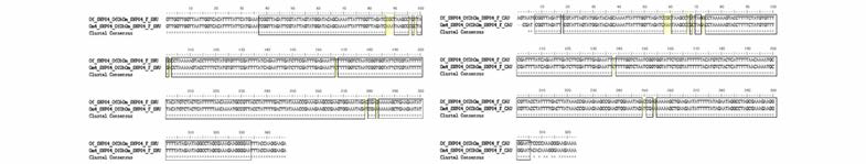 OfOm4 SNP 04 multiple sequence alignment (왼쪽) 서울대，(오른쪽) 중앙대