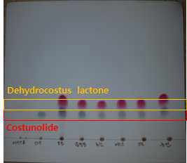 목향시료(목향_1 ~ 목향_5)의 TLC