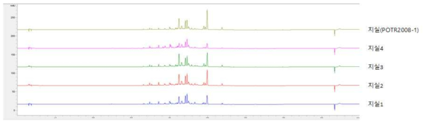 지실 단미엑스 5종의 중첩 크로마토그램