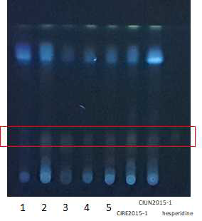 진피시료(진피1 ~ 진피5) 및 표준품의 TLC