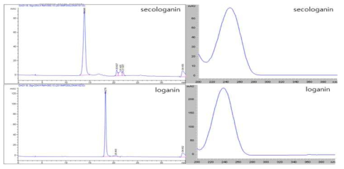 secologanin 및 loganin 표준품의 크로마토그램 및 UV 스펙트럼