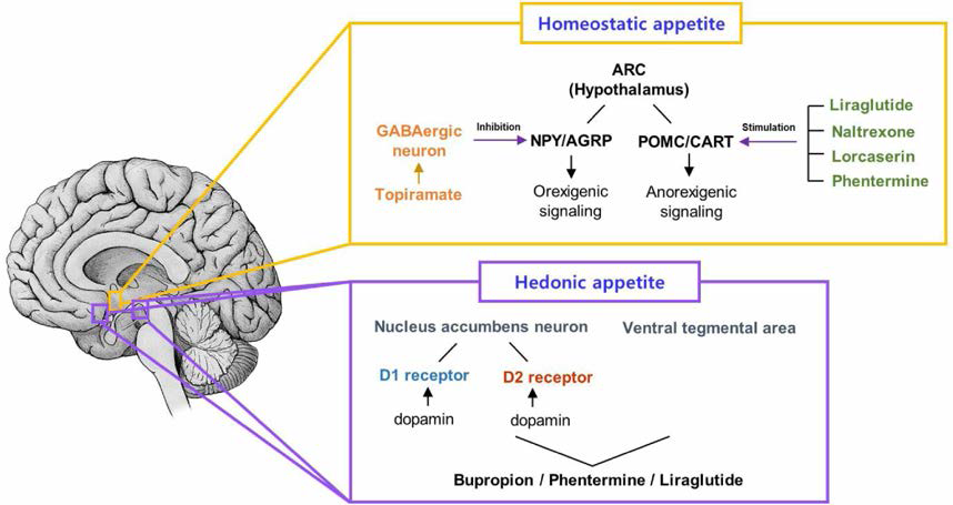 Mechanism of anti-obesity medication about homeostatic appetite and hedonic appetite.81) ARC，arcuate nucleus； GABA, gamma-aminobutyric acid. Chul Jin Lee, et al. Current Treatments on Obesity