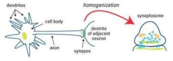 신경세포 구조 및 시냅토좀 생성 원리