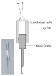 미세투석 시험에 사용된 Microdialysis probe 구조도