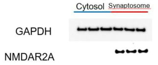 Western blot 결과