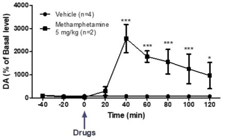 양성대조군 Methamphetamine 5 mg/kg 도파민 농도 변화 (Methamphetamine 5 mg/kg, ***P<0.001, compared with the vehicle (two-way ANOVA, followed by the Bonferroni post hoc test))