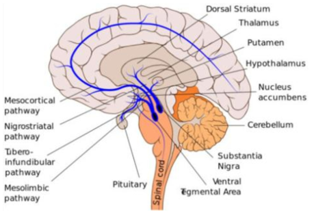 사람 뇌의 주요 도파민 작용성 경로 (출처: Wikimedia/Patrick J. Lynch)