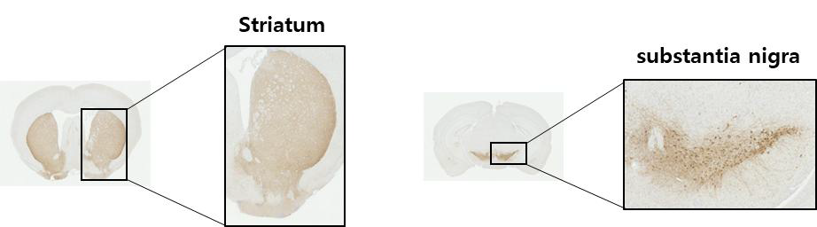 선조체(striatum), 흑질(Substantia Nigra) 면역화학염색