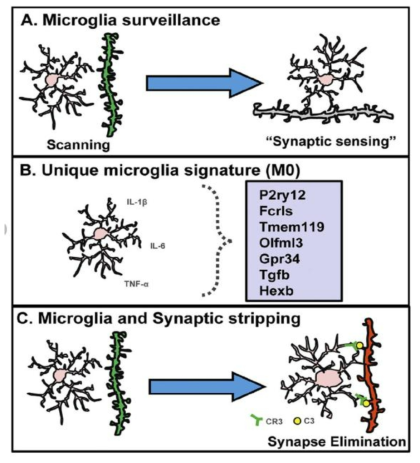 Microglia properties in the healthy brain. (Figure adapted from Tremblay, et al., 2011)