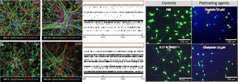 역분화 신경세포를 활용한 신경독성 평가. (Neurotoxicology, 2018/ Stem Cell Research, 2017)