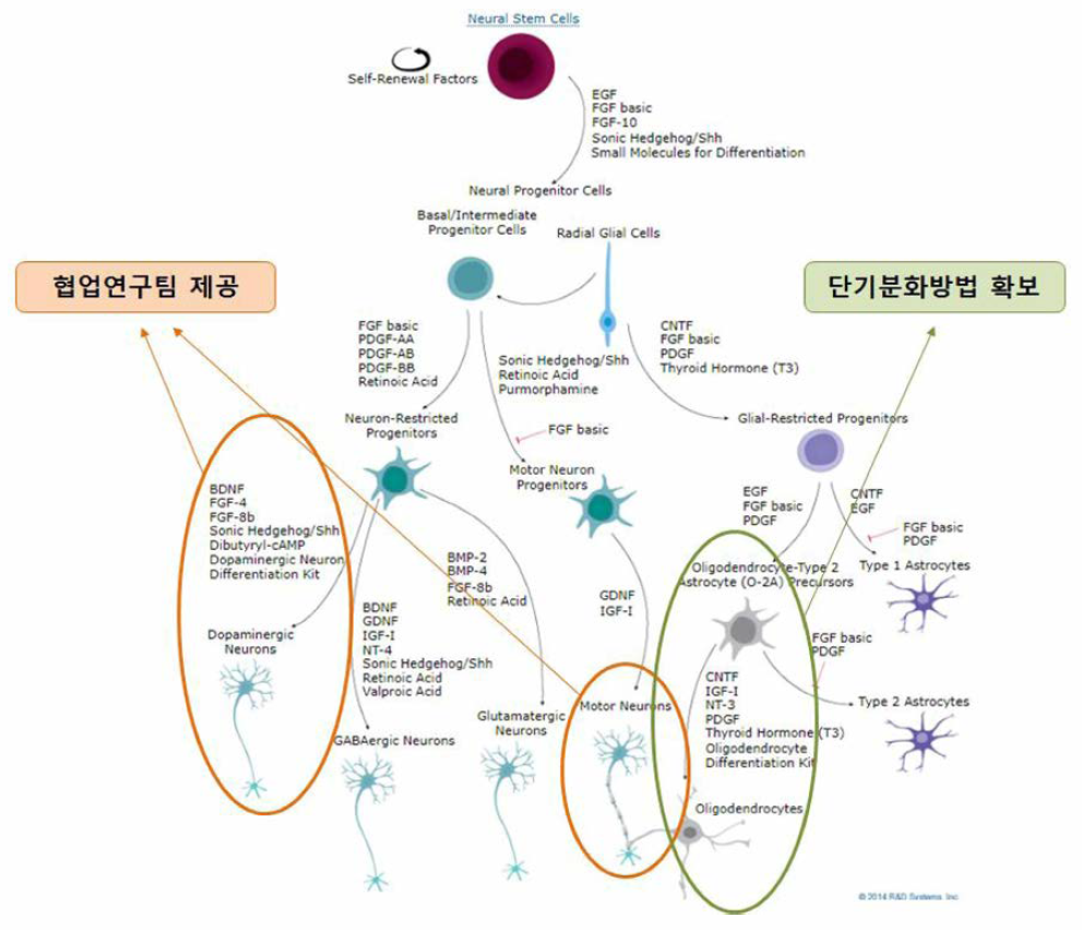 기 확보된 역분화세포 유래 신경세포 분화기술