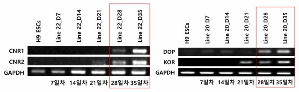 글루타메타제성 신경세포의 약물 관련 수용체 발현 양상 분석