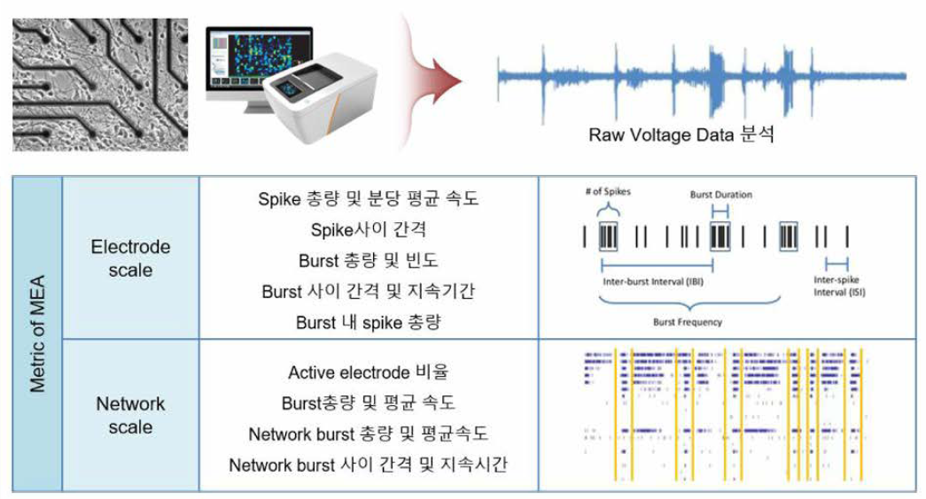 MEA array를 통한 신경독성 분석법 구축