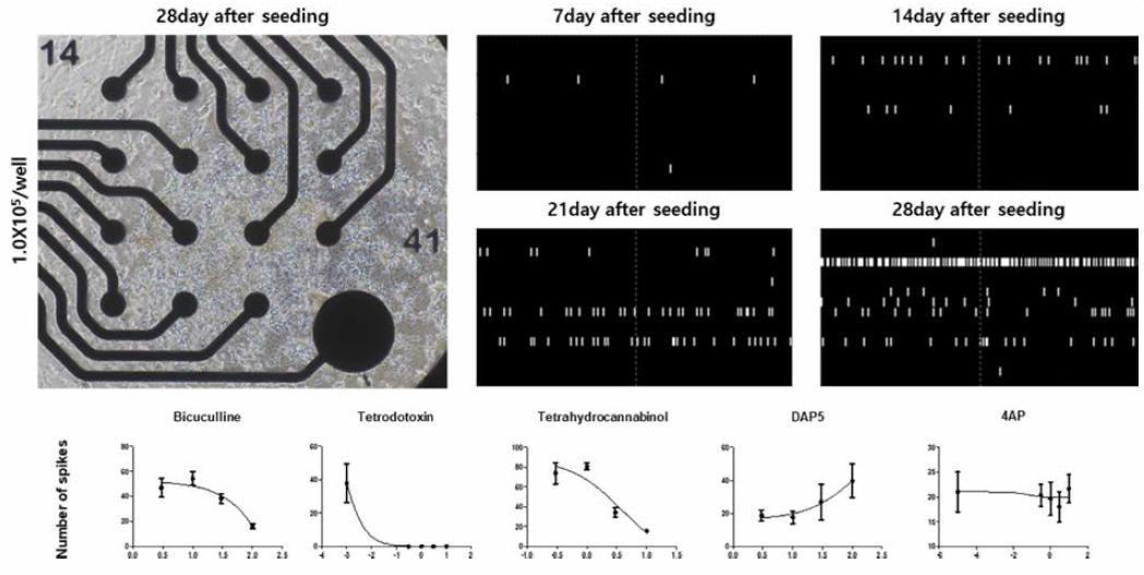 iCell GlutaNeruon의 신경활성 분석 및 MEA를 이용한 신경독성 평가