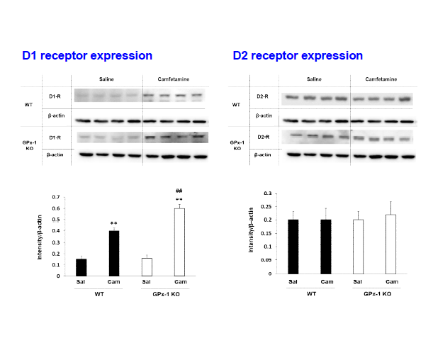 야생형 생쥐 (WT)와 GPx-1 유전자 결핍 생쥐 (GPx-1 KO)의 선조복합체에서 camfetamine (Cam) 투여로 유도된 도파민 D1, D2 수용체의 발현 변화. Sal, Saline. 각 수치는 4 마리의 평균 ± 표준오차임. **P<0.01 vs. Corresponding Saline; ##P<0.01 vs. Camfetamine/WT (Two-way ANOVA followed by PLSD test)