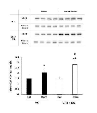 야생형 생쥐 (WT)와 GPx-1 유전자 결핍 생쥐(GPx-1 KO)의 선조복합체에서 camfetamine (Cam) 투여로 유도된 NFkB 핵내이동의 변화. Sal, Saline. 각 수치는 4 마리의 평균 ± 표준오차임. **P<0.01 vs.Corresponding Saline; #P<0.05 vs. Camfetamine/WT (Two-way ANOVA followed by PLSD test)