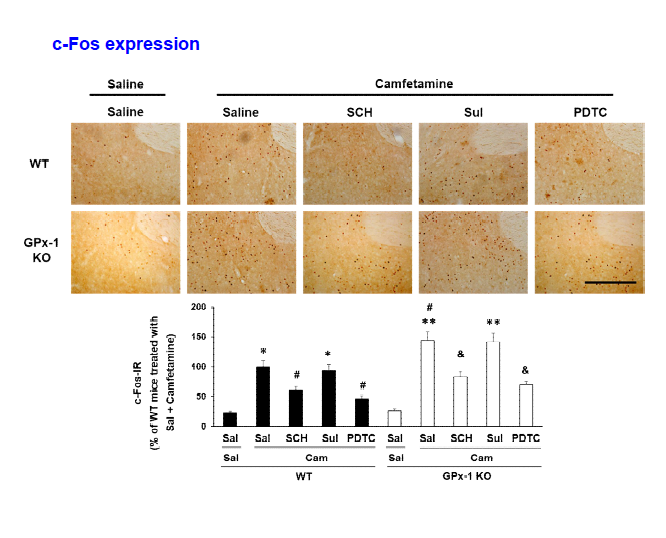 야생형 생쥐 (WT)와 GPx-1 유전자 결핍 생쥐 (GPx-1 KO)의 선조복합체에서 camfetamine (Cam) 투여로 유도된 c-Fos의 발현 변화. Sal, Saline. SCH, SCH23390. Sul, Sulpiride. 각 수치는 6 마리의 평균 ± 표준오차임. *P<0.05, **P<0.01 vs. Corresponding Saline; #P<0.05 vs. Camfetamine/WT; &P<0.05 vs. Camfetamine/GPx-1 KO (Two-way ANOVA followed by PLSD test)