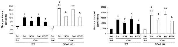 야생형 생쥐 (WT)와 GPx-1 유전자 결핍 생쥐 (GPx-1 KO)에서 camfetamine (Cam) 투여로 조건장소선호도와 행동민감화의 변화. Sal, Saline. SCH, SCH23390. Sul, Sulpiride. 각 수치는 6 마리의 평균 ± 표준오차임. *P<0.05, **P<0.01 vs. Corresponding Saline; #P<0.05 vs. Camfetamine/WT; &P<0.05 vs. Camfetamine/GPx-1 KO (Two-way ANOVA followed by PLSD test)