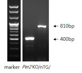 Per2 KO생쥐의 PCR 결과