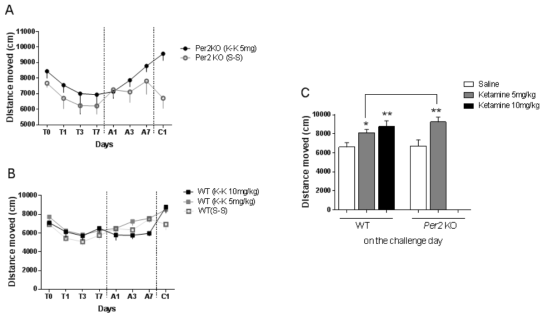 Ketamine의 행동민감화시험 (A) Locomotor activity of Per2 animals for 7 days of ketamine (5 mg/kg) treatment, 7 days of absence treatment and the challenge day. (B) Locomotor activity of WT animals for 7 days of ketamine (5 mg/kg) treatment, 7 days of absence treatment and the challenge day. (C) the difference of distance moved (cm) among groups with bar graph on the challenge day. *p<0.05, **p<0.01 significantly different to each group treated saline (Bonferroni posttests). T, treatment day; A, absence day; C, challenge day; KO, knockout mice; WT, wild type mice