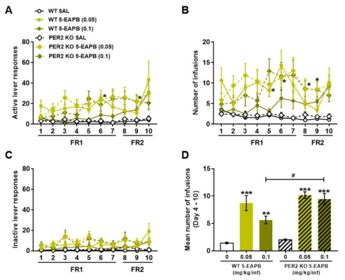 Per2 KO 생쥐에서 5-EAPB 자가투여시험 Mice were subjected to a 10-day SA test, 2 h/day, under the FR1 schedule for the first 7 days and FR2 for the next 3 days, 0.05 and 0.1 mg/kg/inf 5-EAPB. (A) Active lever responses, (B) number of infusions, (C) inactive lever responses, (D) mean number of infusions during the 4thto 10thsession of SA. n = 9 – 10. Values are mean ± S.E.M. *p< 0.05, **p< 0.01, and ***p < 0.001 (vs SAL), and #p < 0.05 (vs WT)