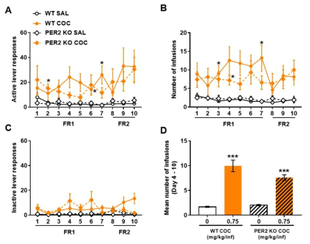 KO 생쥐에서 코카인 자가투여시험 Mice were subjected to a 10-day SA test, 2 h/day, under the FR1 schedule for the first 7 days and FR2 for the next 3 days, with 0.75 mg/kg/inf COC. (A) Active lever responses, (B) number of infusions, (C) inactive lever responses, (D) mean number of infusions during the 4thto 10thsession of SA. n = 9 – 10. Values are mean ± S.E.M. **p< 0.05 and ***p<0.001 (vs SAL)