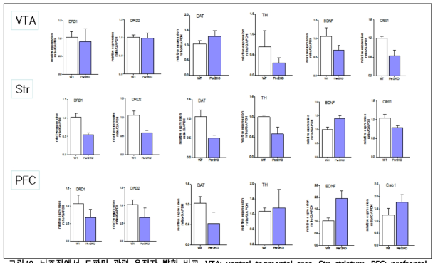 뇌조직에서 도파민 관련 유전자 발현 비교. VTA; ventral tegmental area, Str: striatum, PFC: prefrontal cortex