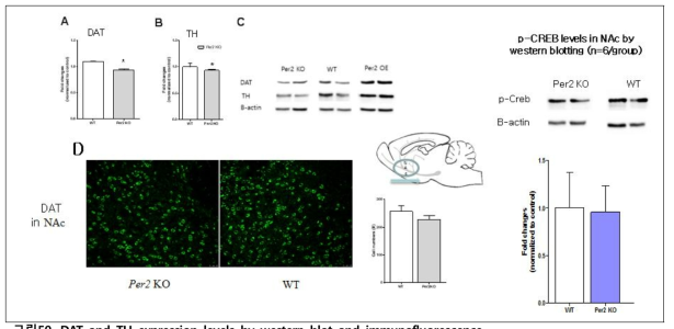 DAT and TH expression levels by western blot and immunofluorescence. (A) DAT expression level in NAC of Per2 TG and WT mice. (B) TH expression level in NAC of Per2 TG and WT mice. (C) DAT and TH protein bar (D) Expression levels immunostaining against DAT expression levels in NAc of Per2 KO, and WT mice. * P < 0.05, ** P < 0.01, *** P < 0.001, * indicates significantly different than WT. KO, knockout mice; WT, wild type mice