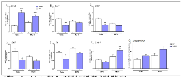 methamphetamine 투여 후 뇌조직에서 도파민 관련 유전자 발현 비교