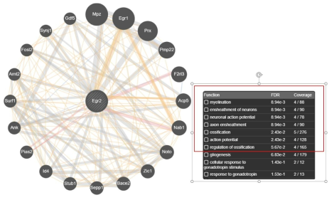 Genemania 네트워크가 Egr2가 다른 유전자들과 신경세포 생성과 활동성에 관여함을 보여줌