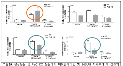 정상동물 및 Per2 KO 동물에서 메트암페타민 및 5-EAPB 자가투여 후 선조체에서의 생제지표 변화