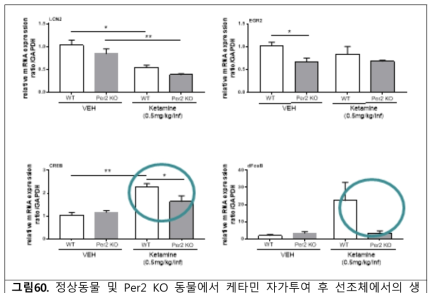 정상동물 및 Per2 KO 동물에서 케타민 자가투여 후 선조체에서의 생제지표 변화