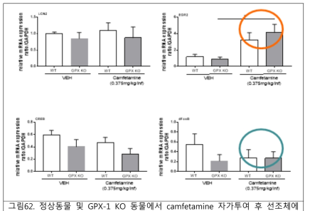 정상동물 및 GPX-1 KO 동물에서 camfetamine 자가투여 후 선조체에서의 생제지표 변화