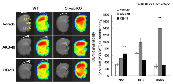 Effect of Cryab gene on AKB-48 or CB-13-induced cannabinoid receptor 1 availability. The CB1R availability tests were performed as methods section by using AKB-48 or CB-13 (0.1, 0.3 mg/kg, i.p.) in WT(+/+) or Cryab KO(-/-) mice. Data are expressed as the mean ± S.E. (n = 4-12 for each group, Two-way ANOVA followed by Holm-Sidak post-hoc method, **p < 0.01 vs. each vehicle group). Cryab: alpha-crystallin B;CPP: conditioned place preference; KO: knockout; WT: wild-type; Cx: cortex; CPu: caudate putamen; NAc: nucleus accumbens